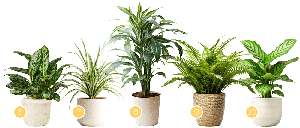 Best plants for low-light rooms &mdash; Chinese evergreen, spider plant, dracaena, Boston fern, calathea.