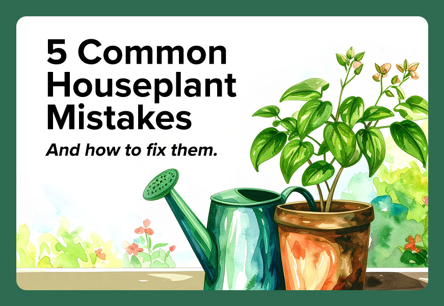 Featured image for the blog post “The 5 Most Common Houseplant Mistakes (and How to Fix Them)” showing the title alongside an illustration of a potted houseplant next to a watering can by a sunny window.