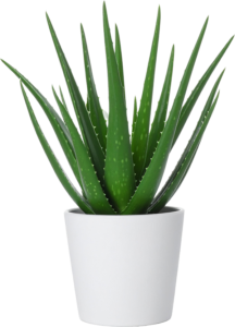Aloe Vera Care Guide - healthy aloe vera plant with it's bold, spikey leaves in a white pot