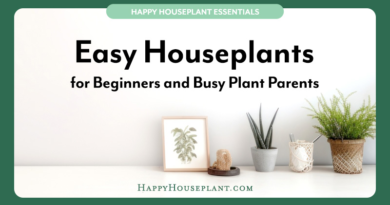 Easy Houseplants for Beginners and Busy People feature image including a title and an image of some houseplants mixed in with everyday items on a counter.