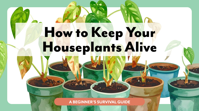 Illustration of a drooping, sickly houseplant with the text “How to Keep Your Houseplants Alive,” representing plant care tips and solutions for struggling indoor plants.