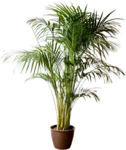 Kentia Palm Care Guide: Large Kentia Palm in brown planter.