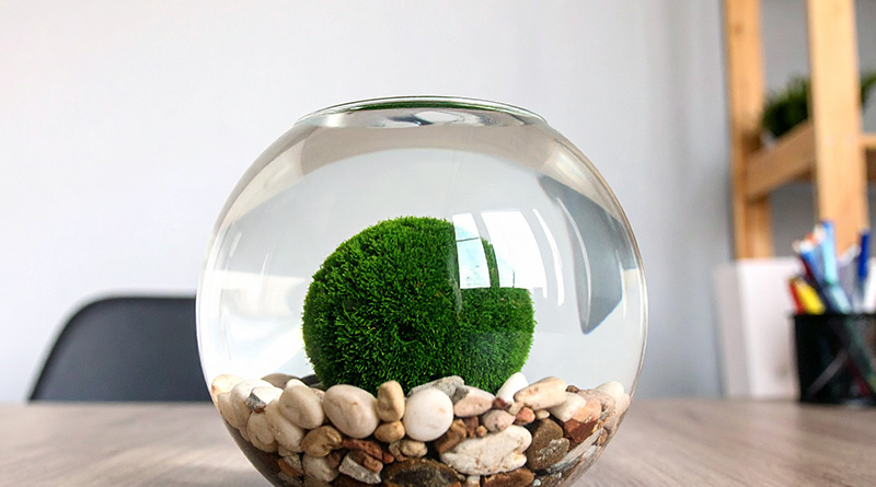Marimo Moss Ball in a fishbowl with rocks on a desk.