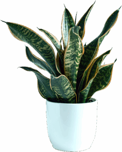 Snake Plant care guide &ndash; tall green Sansevieria houseplant in a white pot indoors.