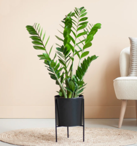 ZZ Plant shown in a modern, black pot on a short stand in a sitting area on a woven area rug.