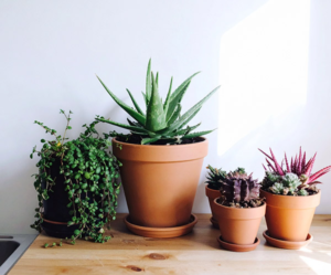 Aloe Vera plant in a terracotta pot alongside other succulents on a kitchen countertop.