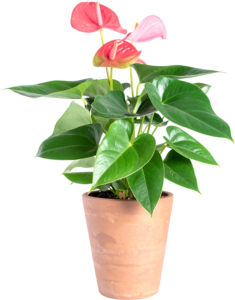 Anthurium Care Guide: anthurium flower blooming in a clay pot.
