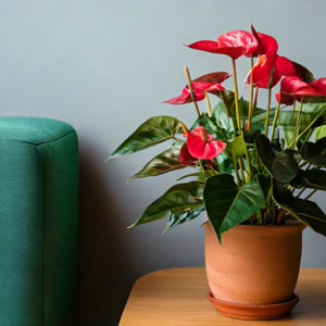 Anthurium flower blooming in a clay pot on a table by a green couch.