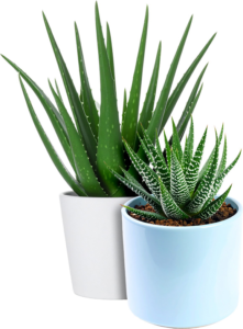 Aloe Vera and Zebra Haworthia succulents growing indoors in pots with thick, spiky leaves.