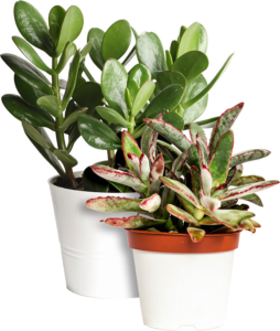 Jade Plant and Panda Plant succulents growing indoors in white pots.