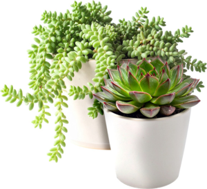 Burro's Tail and Echeveria succulents growing indoors in pots.