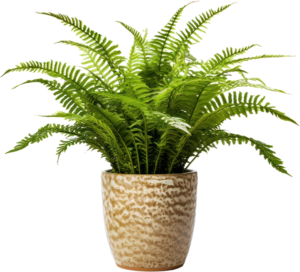 Boston Fern Care Guide: a healthy Boston fern in a textured ceramic pot.