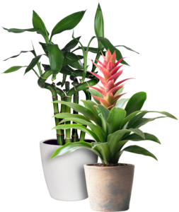 Bromeliad and Lucky Bamboo houseplants