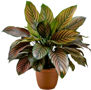 Calathea plant with variegated leaves