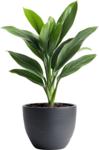 Cast Iron Plant Care Guide: healthy cast iron plant in a black planter,
