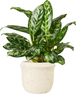 Chinese Evergreen Care Guide - Chinese evergreen with it's variegated, glossy leaves in a ceramic pot.