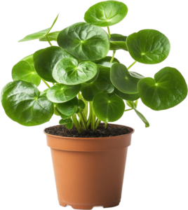 Chinese money plant in a plastic container