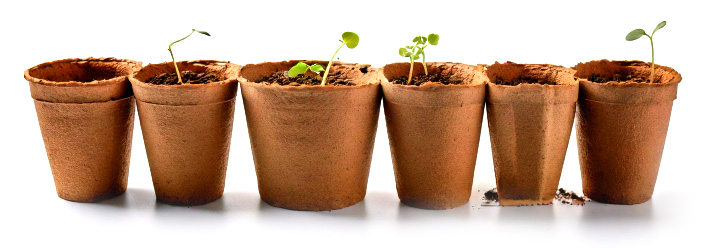 Eco-conscious houseplants in biodegradable pots
