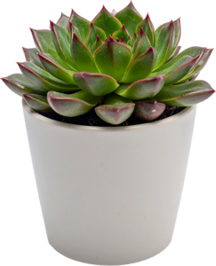 Echeveria Care Guide: echeveria succulent in a white pot.