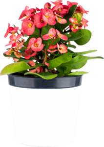 Crown of Thorns Care Guide: blooming Euphorbia milii in a white pot.