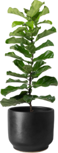 Fiddle Head Fig Care Guide - a tall fiddle head fern in a black pot.