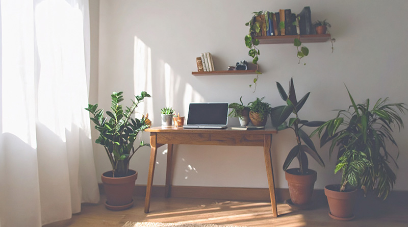 Easy Desk Plants only require indirect, filtered light