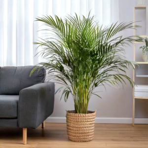 Kentia Palm in wicker basket planter next to a gray couch in a modern living room.