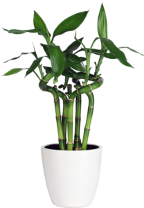 Lucky Bamboo houseplant