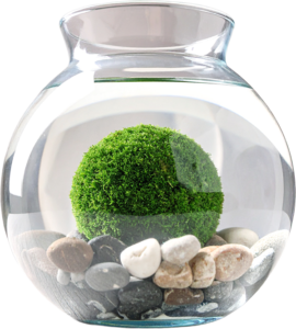 Marimo Moss Ball in a fishbowl with rocks.