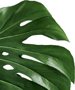 Close up of a Monstera deliciosa (Swiss Cheese Plant) leaf for the Monstera Care Guide.