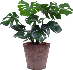 Large Monstera deliciosa (Swiss Chess Plant) with it's large, holey leaves in a big pot for the Monstera Care Guide.