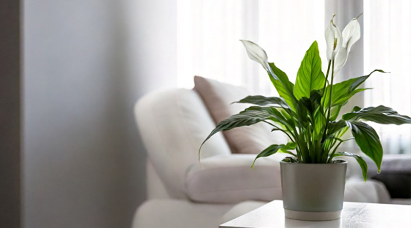Peace Lily in a dim living room showing how it thrives in low light