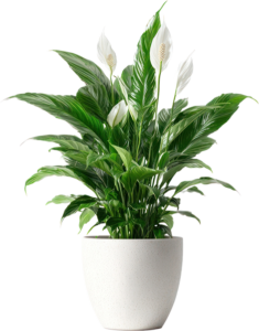 Peace Lily Care Guide - Peace Lily houseplant with it's shiny, tall leaves and white flowers in a white pot.