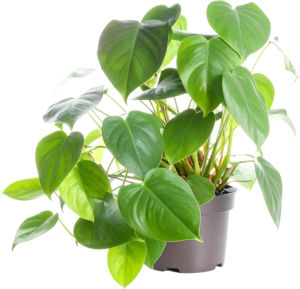 Philodendron care guide: healthy heart-shaped philodendron in a pot.