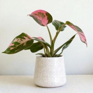 Pink Princess Philodendron