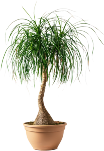 Ponytail Palm (Beaucarnea recurvata): Despite the name, this plant is a succulent with a bulbous trunk that stores water.