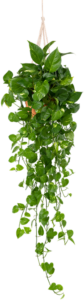 A Pothos plant in a hanging planter showing it's trailing vines for the Pothos Care Guide page.