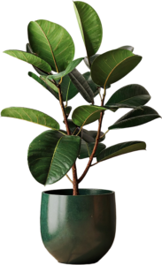 Rubber Plant Care Guide - tall rubber plant with large dark leaves in a big green pot.