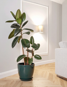 Rubber Plant in a large green pot in a modern living room.