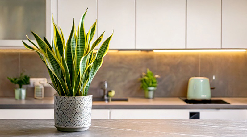 Snake plant on a kitchen counter showing how it will grow in low light with little maintenance