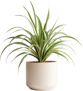 Spider Plant Care Guide - spider plant houseplant with it's long leaves in a white pot.