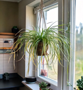 Spider plant houseplant in a hanging planter in a kitchen window.