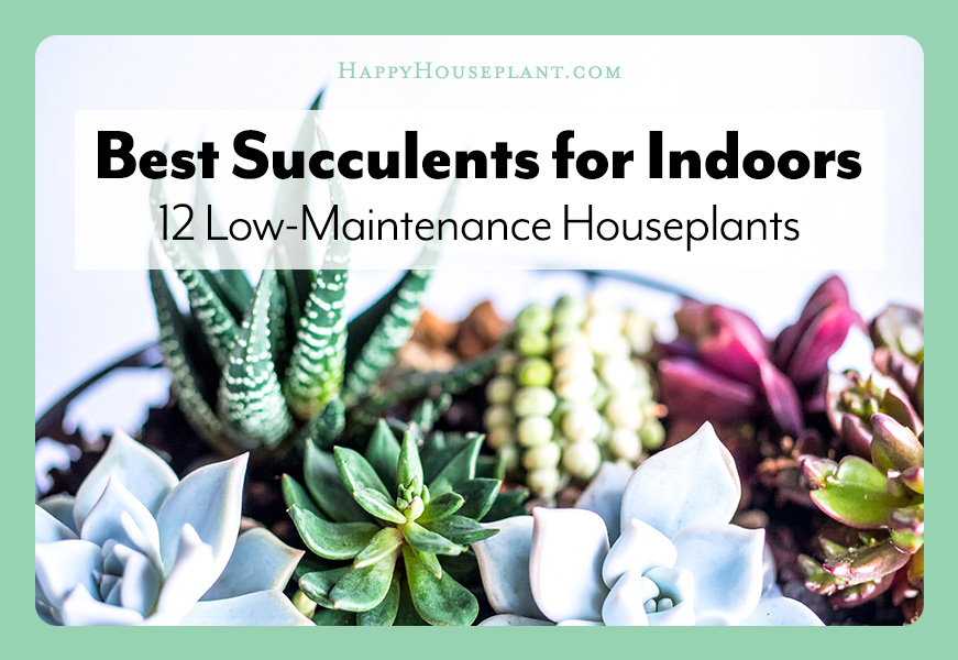 Feature image for the article “Best Succulents for Indoors,” showing a variety of healthy indoor succulents in natural light, highlighting popular plants for low-maintenance indoor spaces.