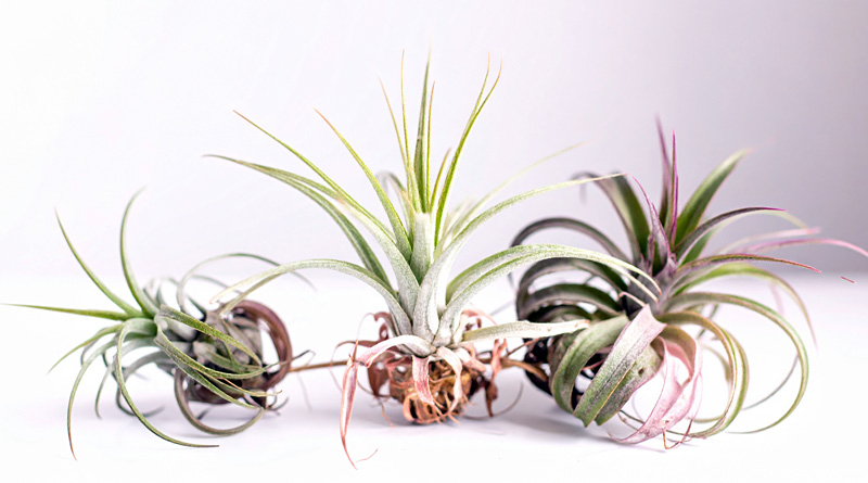 A few Tillandsia sitting on a counter.