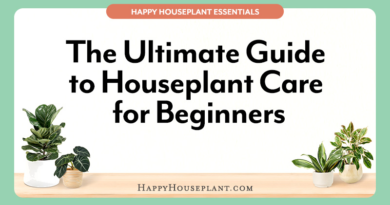 The Ultimate Guide to Houseplant Care for Beginners feature image