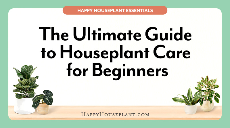 The Ultimate Guide to Houseplant Care for Beginners feature image