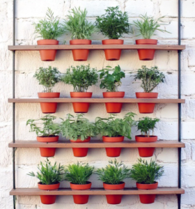 Vertical indoor herb wall garden.